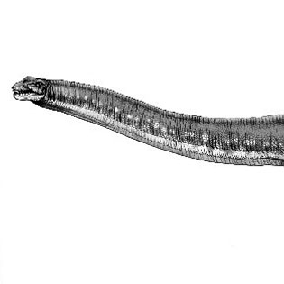 Argentinosaurus