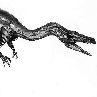 Coelophysis