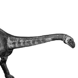 Massospondylus