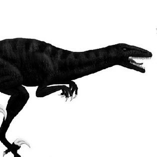 Megaraptor
