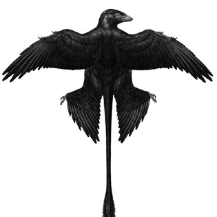 Microraptor