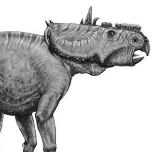 Pachyrhinosaurus