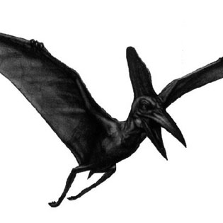 Pteranodon