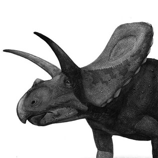 Torosaurus