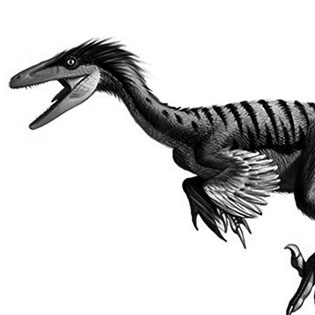 Troodon