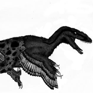 Utahraptor